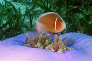 Heteractis magnifica, Amphiprion perideraion, Ancylomenes sarasvati