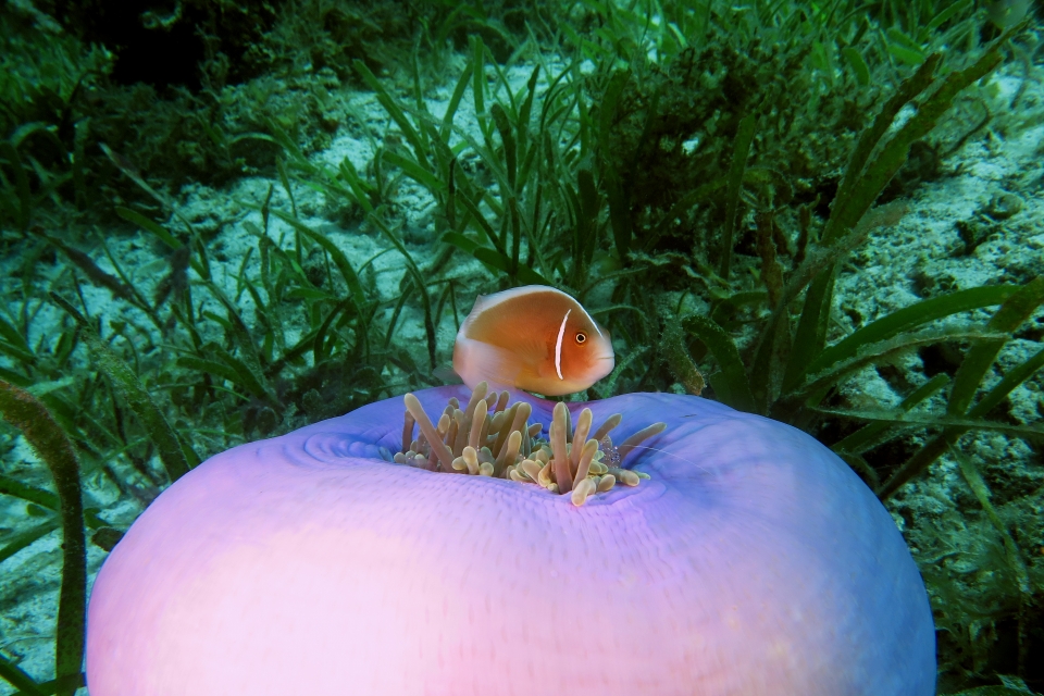 Heteractis magnifica, Amphiprion perideraion, Ancylomenes sarasvati