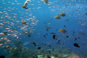 Indonésie Croisière " Raja Ampat " - Janvier 2019