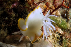 Ardeadoris egretta