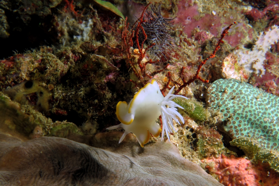 Ardeadoris egretta