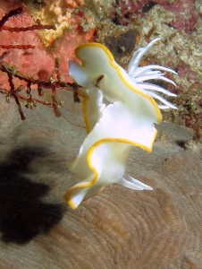 Ardeadoris egretta