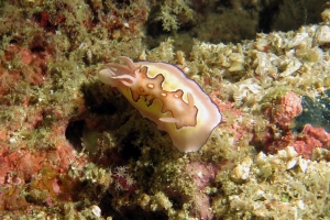 Goniobranchus (Chromodoris) coi