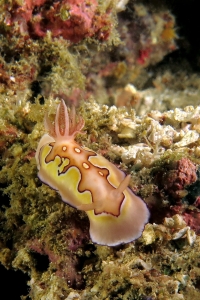 Goniobranchus (Chromodoris) coi