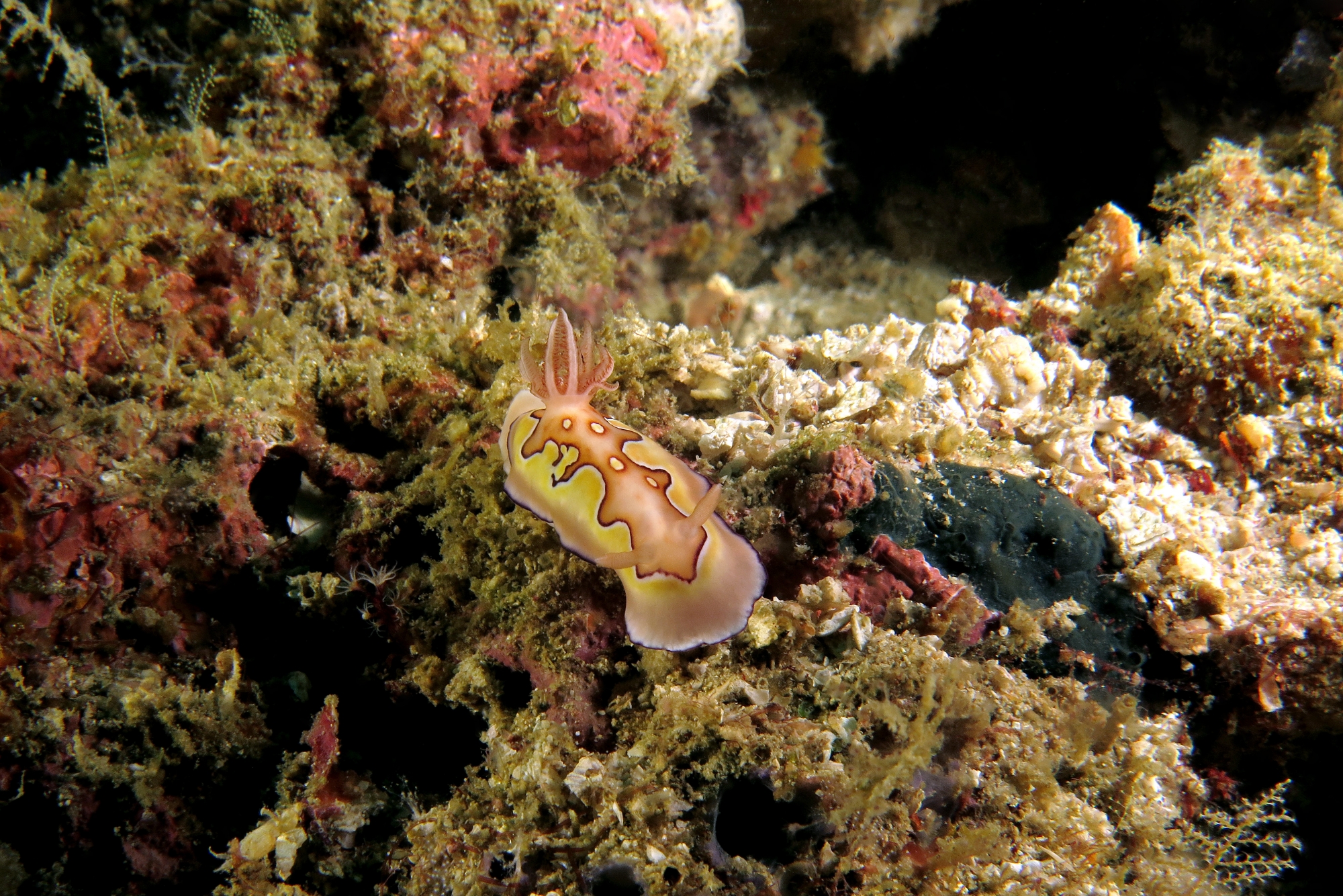 Goniobranchus (Chromodoris) coi