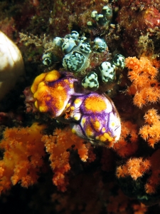 Polycarpa aurata, Scléronephthya sp.