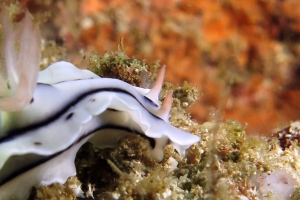 Chromodoris lochi