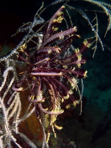 Crinoïde, Antipathes sp.