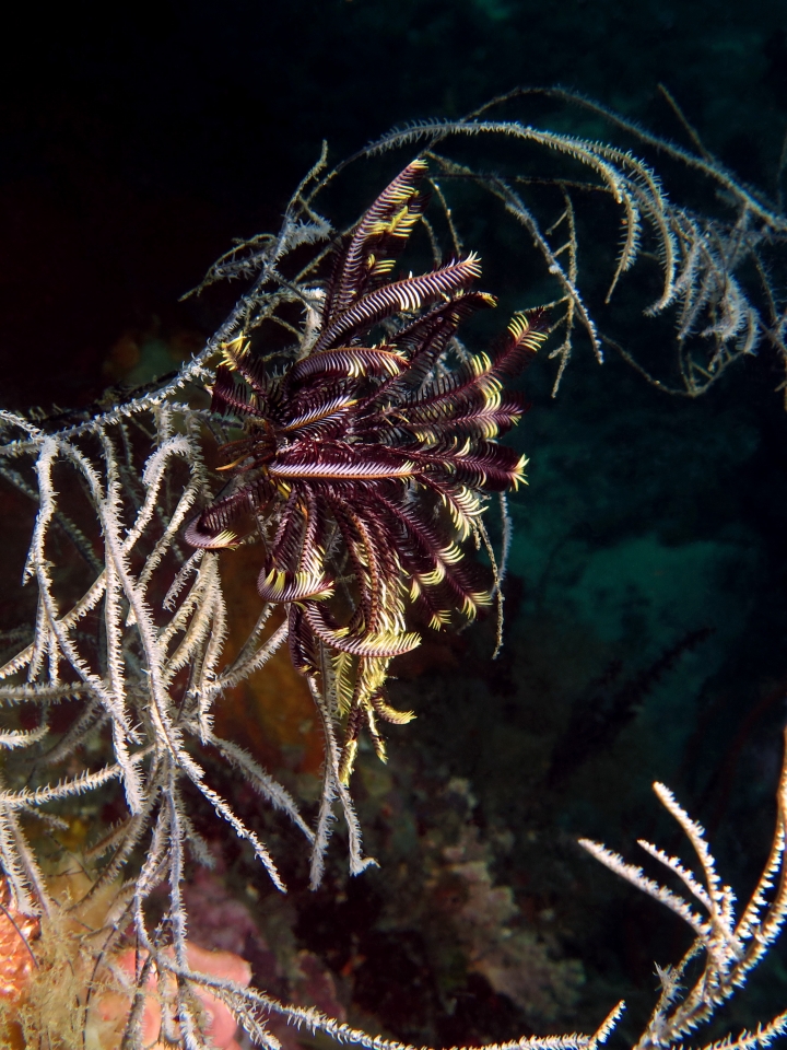 Crinoïde, Antipathes sp.