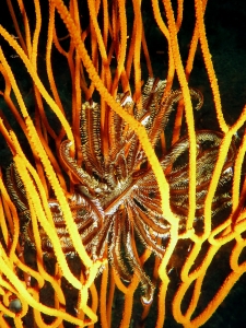 Crinoïde, Ellisella sp.