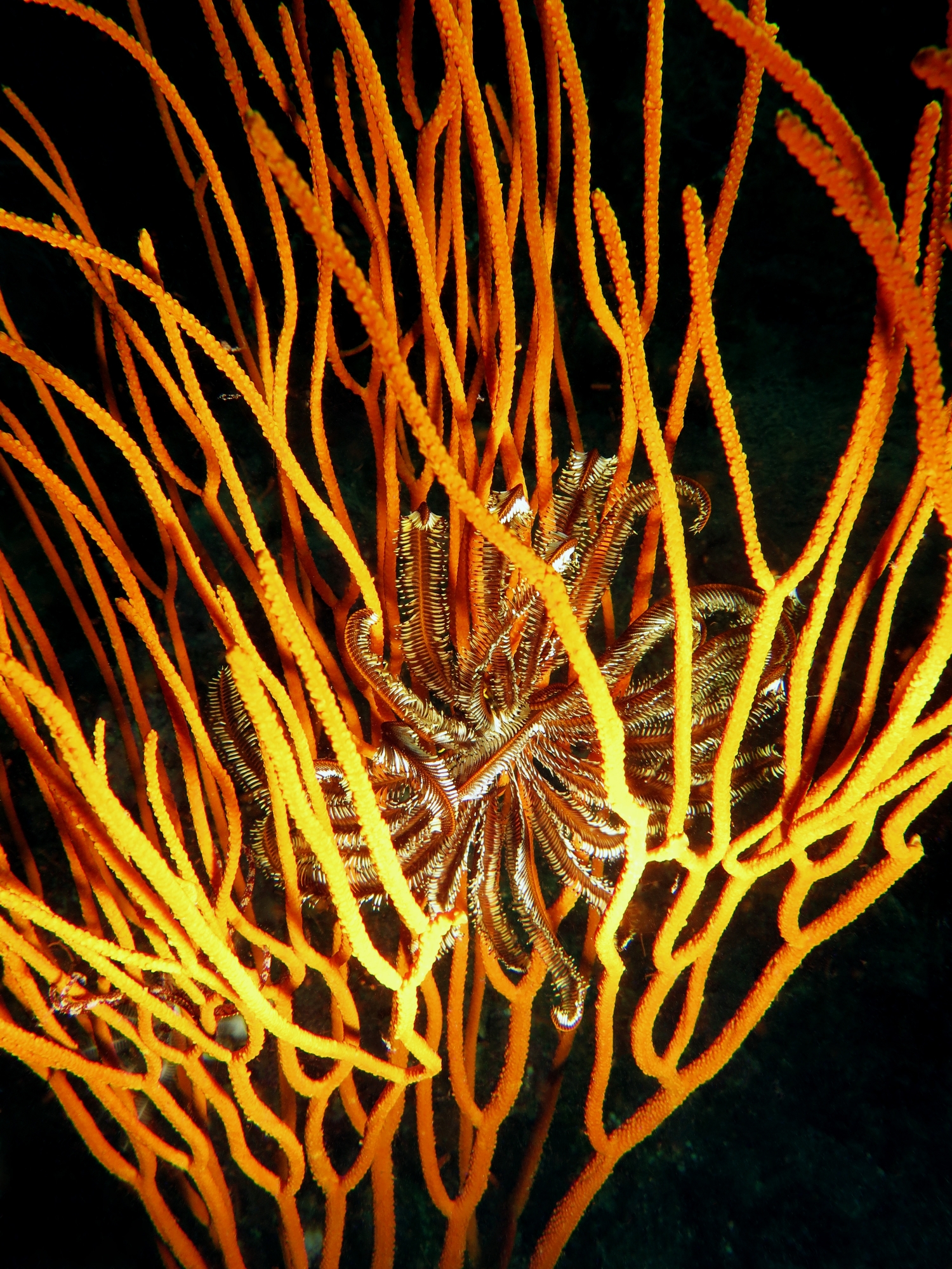 Crinoïde, Ellisella sp.