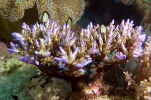 Dascyllus reticulatus, Acropora