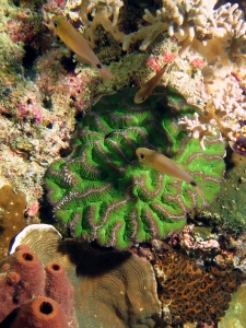 Archamia fucata, Symphyllia agaricia, Theonella cylindrica