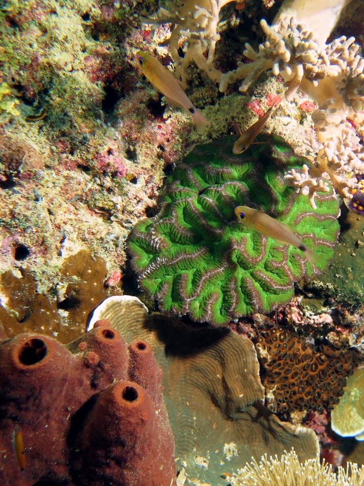 Archamia fucata, Symphyllia agaricia, Theonella cylindrica