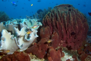 Archamia ((Apogon) fucata, Xestospongia testudinaria, Sarcophyton trocheliophorum, Theonella sp.