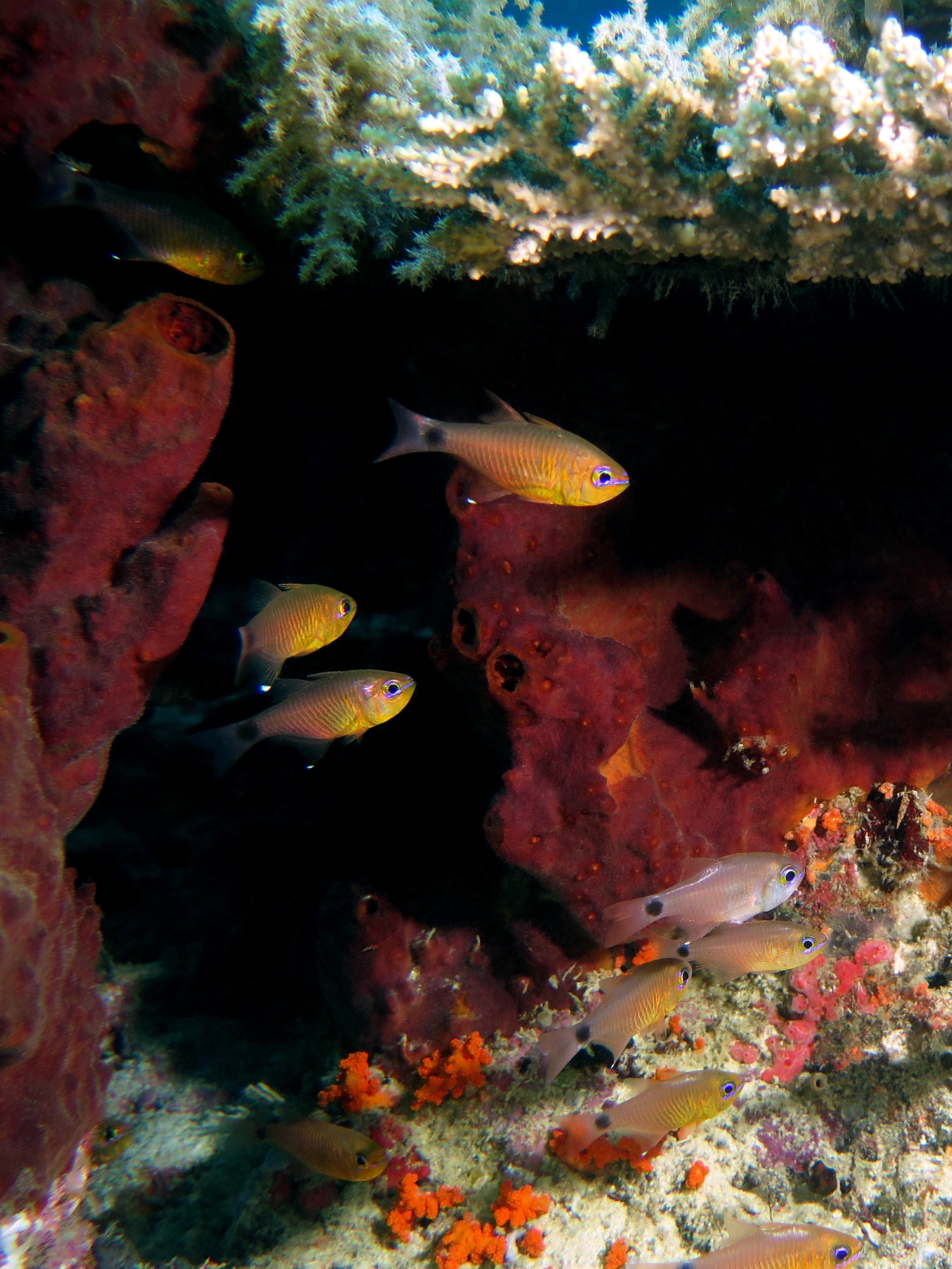 Archamia fucata, Theonella sp.