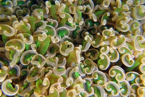 Euphyllia ancora