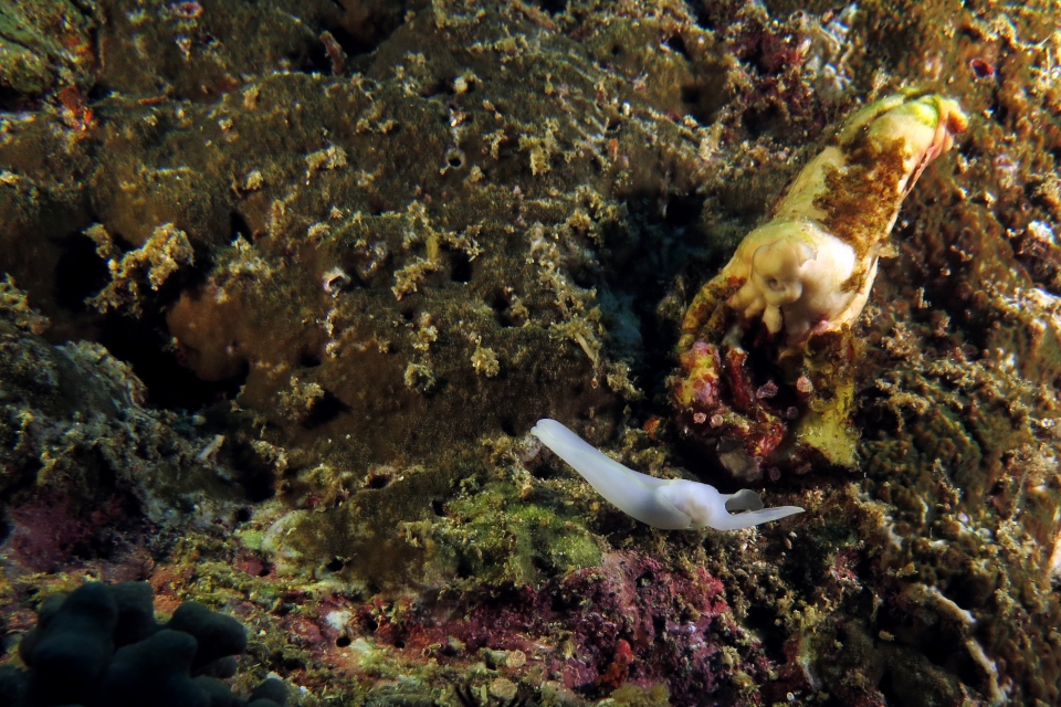 Chelidonura electra, Polycarpa cryptocarpa