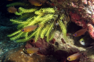 Archamia fucata, Chromis scotochiloptera, Comaster schlegelii