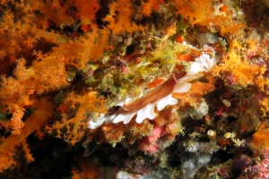 Spondylus squamosus