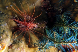 Pterois antennata, Comanthus parvicirrus ou suavia