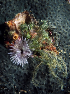 Sabellastarte sanctijosephi, Polycarpa cryptocarpa, Comanthus sp.