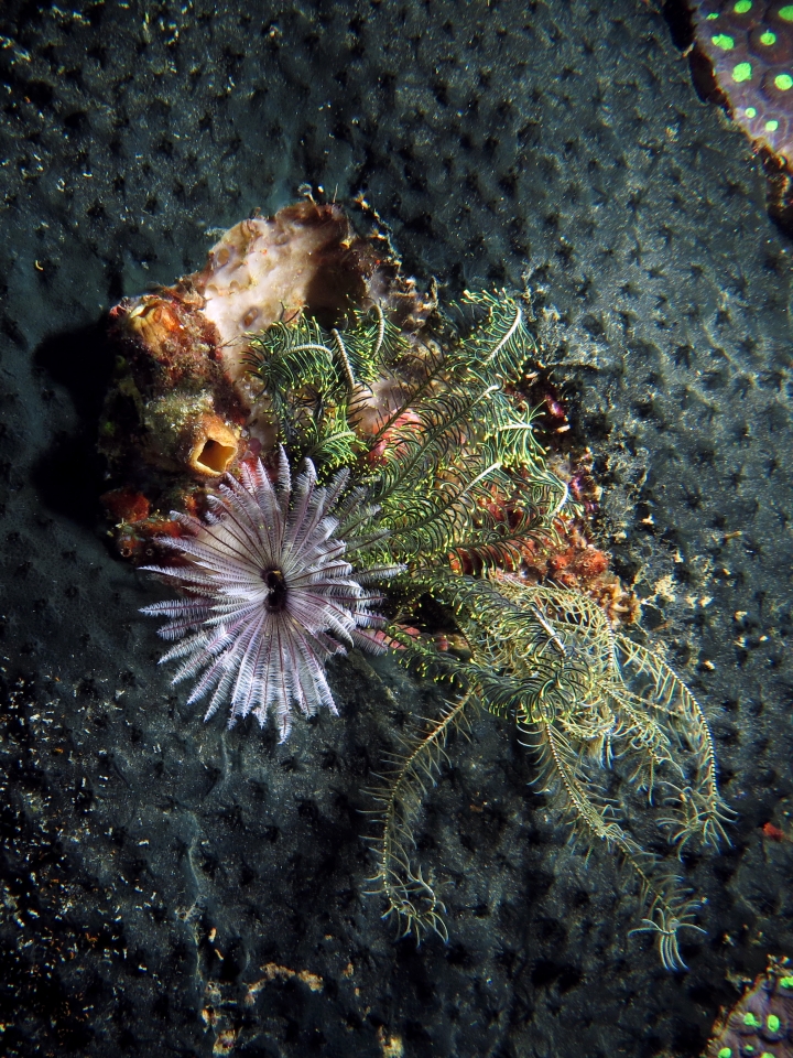 Sabellastarte sanctijosephi, Polycarpa cryptocarpa, Comanthus sp.