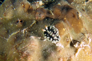 Nudibranche de la famille des Phyllidiidaes