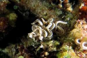 Phyllodesmium briareum