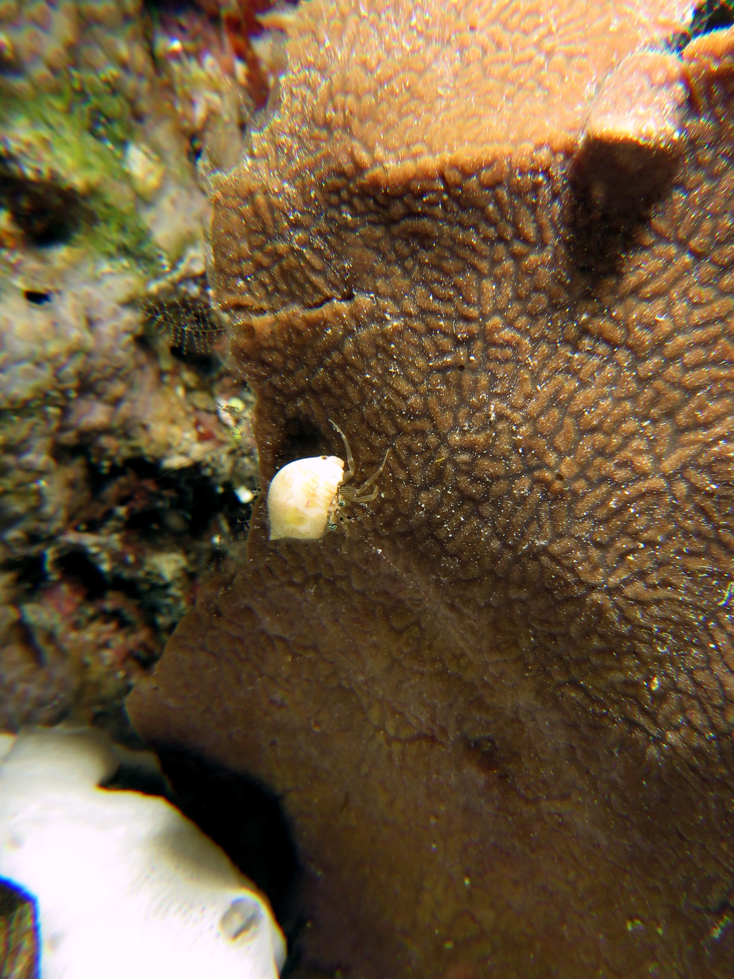 Pagurixus rubrovittatus