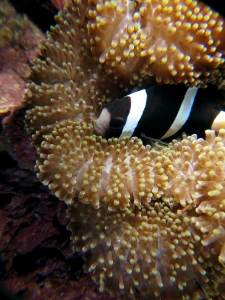 Amphiprion clarkii, Stichodactyla haddoni