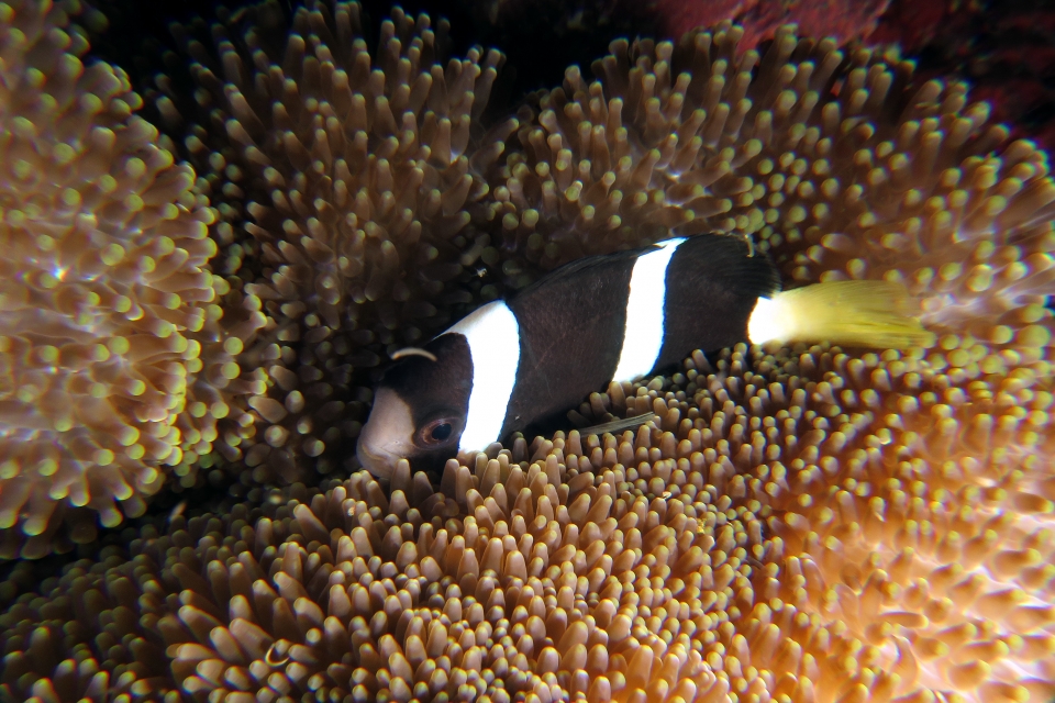 Amphiprion clarkii, Stichodactyla haddoni