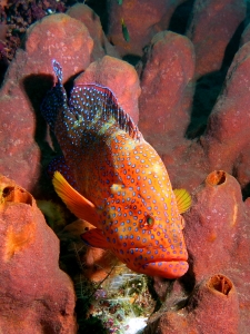 Cephalopholis miniata, Theonella swinhoei