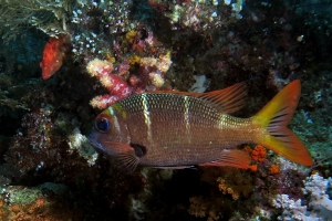 Monotaxis heterodon