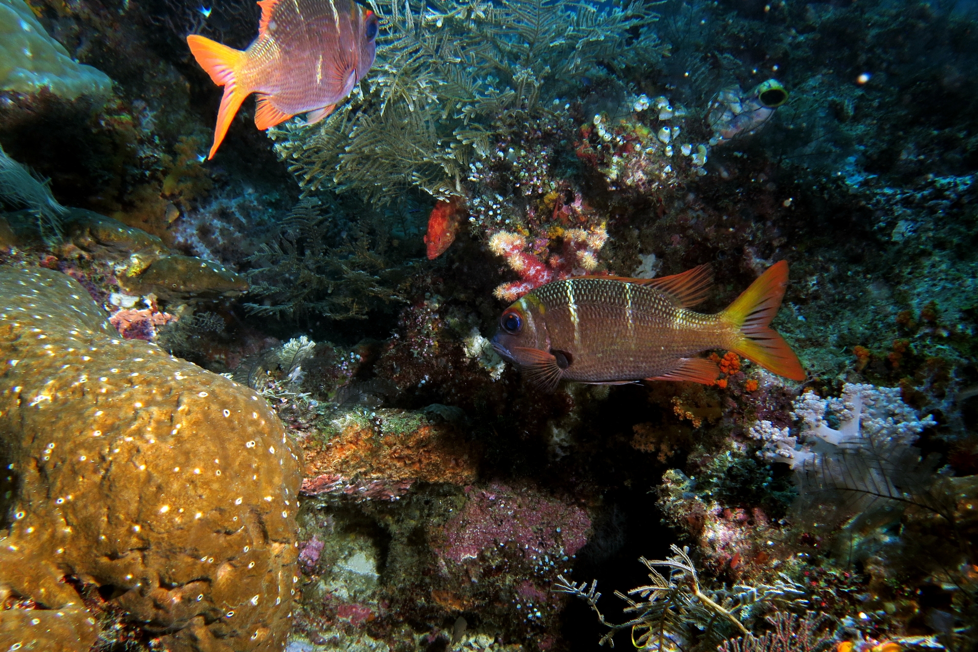 Monotaxis heterodon