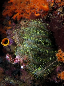 Comanthus parvicirrus, Polycarpa aurata