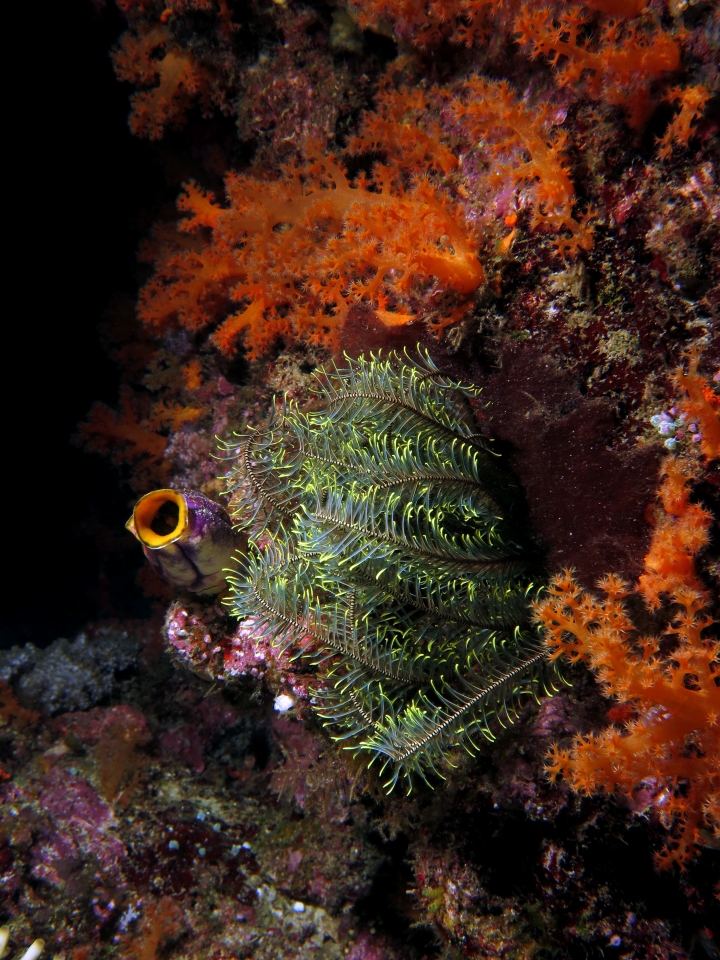 Comanthus parvicirrus, Polycarpa aurata