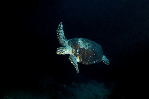 Eretmochelys imbricata