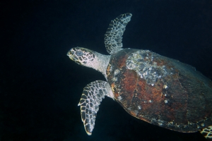 Eretmochelys imbricata