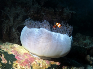 Amphiprion ocellaris, Heteractis magnifica