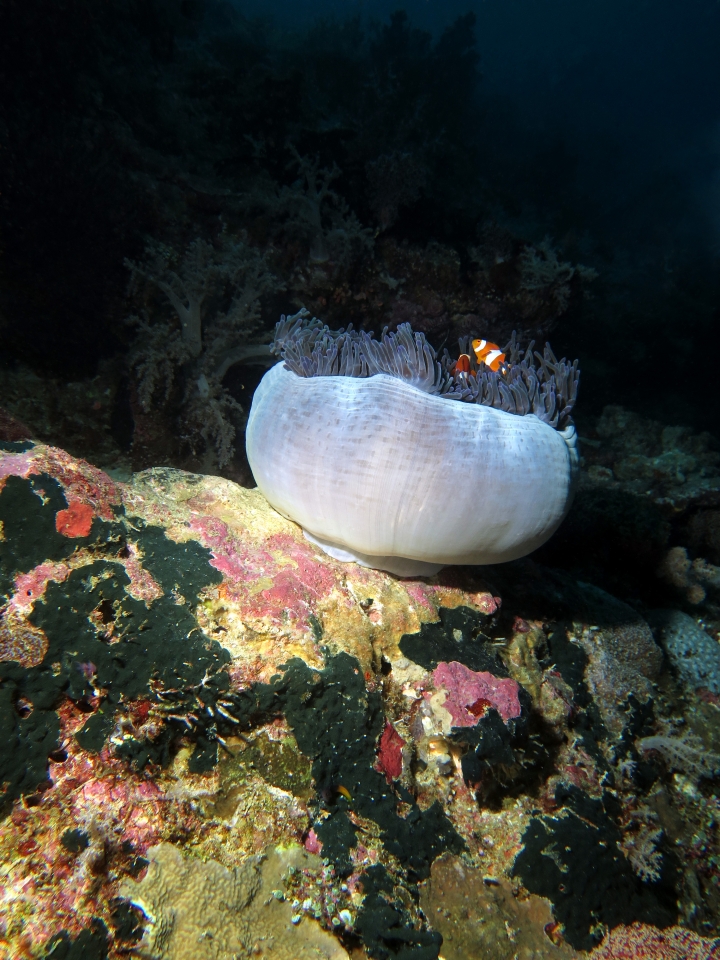 Amphiprion ocellaris, Heteractis magnifica