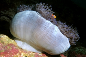 Amphiprion ocellaris, Heteractis magnifica