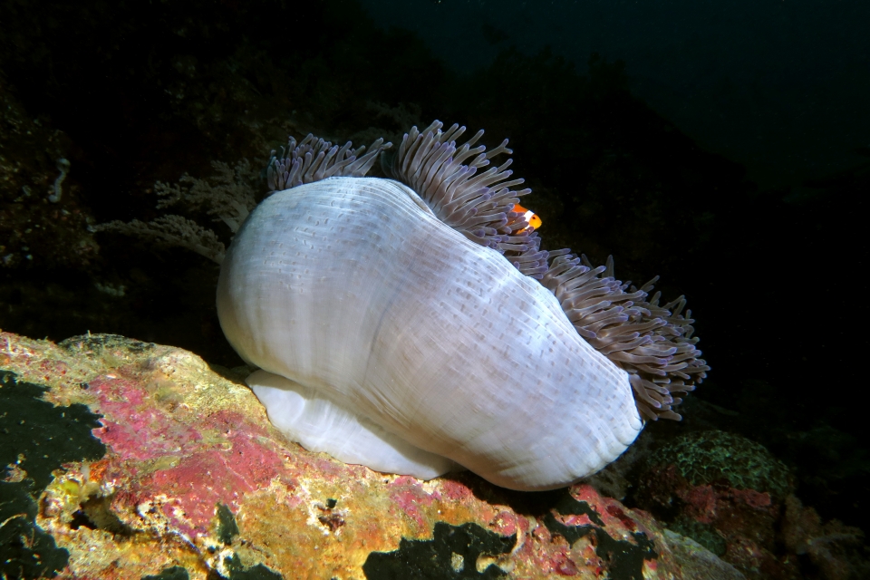 Amphiprion ocellaris, Heteractis magnifica