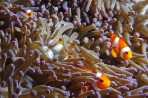 Amphiprion ocellaris, Heteractis magnifica