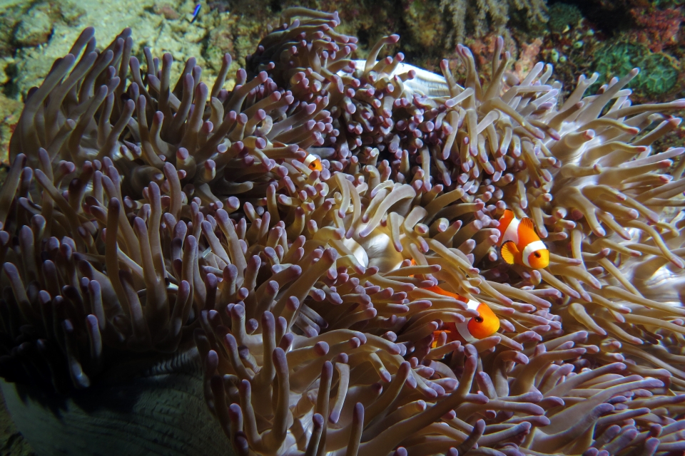 Amphiprion ocellaris, Heteractis magnifica