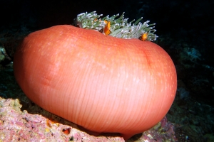 Amphiprion ocellaris, Heteractis magnifica