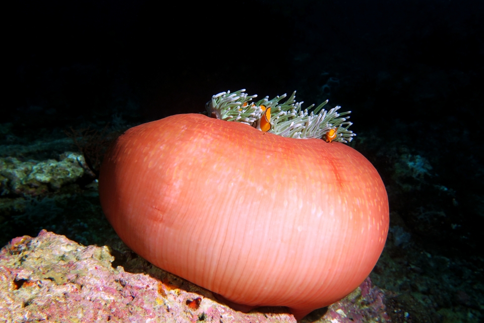 Amphiprion ocellaris, Heteractis magnifica