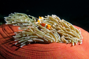 Amphiprion ocellaris, Heteractis magnifica