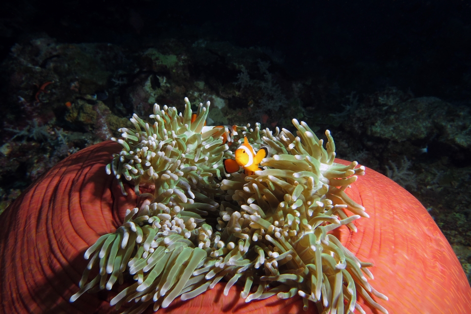 Amphiprion ocellaris, Heteractis magnifica