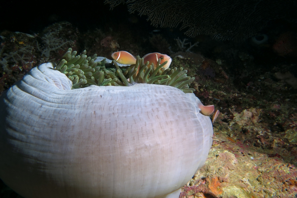 Amphiprion perideraion, Heteractis magnifica